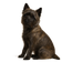 Cairn Terrier