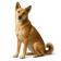 Canaan Dog