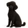 Caniche