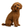 Cavapoo