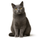 Chartreux