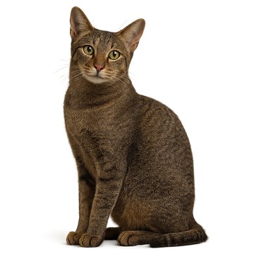 Chausie