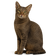 Chausie