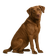 Chesapeake Bay Retriever