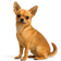 Chihuahueño