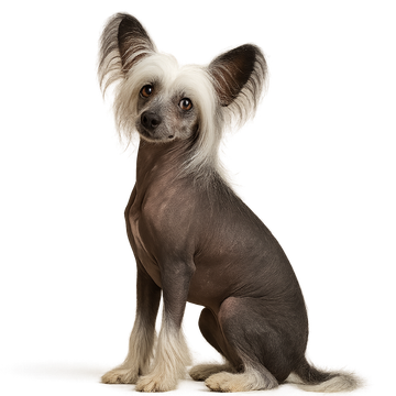Chinese Crested