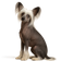 Chinese Crested