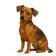 Chiweenie