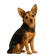 Chorkie