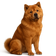 Chow Chow