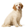 Clumber Spaniel