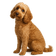 Cockapoo