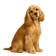 Cocker Spaniel Americano