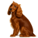 Cocker Spaniel Inglés