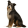 Collie Barbudo