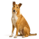 Collie de Pelo Corto