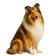 Collie de Pelo Largo