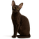 Cornish Rex