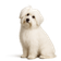 Coton de Tulear