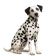 Dálmata