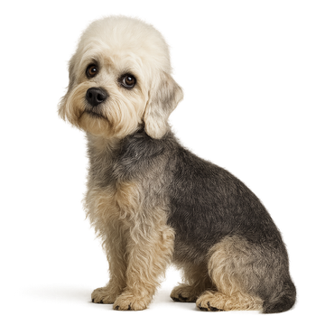 Dandie Dinmont Terrier