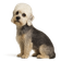 Dandie Dinmont Terrier