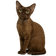 Devon Rex