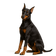 Dobermann