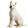 Dogo Argentino