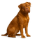 Dogo de Burdeos