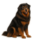 Dogo del Tibet