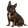 Exotic Bully