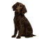 Field Spaniel