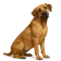Fila Brasileño