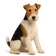 Fox Terrier de Pelo Alambre