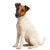 Fox Terrier de Pelo Liso