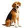 Foxhound Inglés