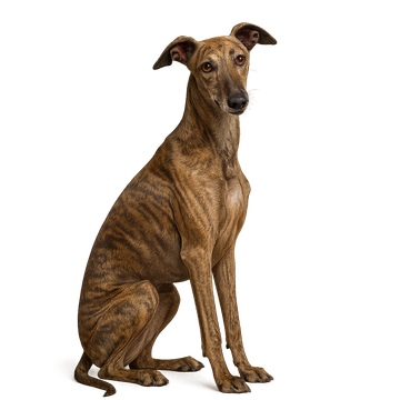 Galgo Español