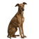 Galgo Español
