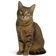 Gato criollo