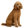 Goldendoodle