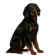 Gordon Setter