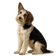 Gran Basset Grifón Vendeano