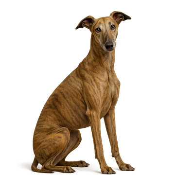Greyhound