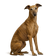 Greyhound
