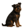 Griffon Belge