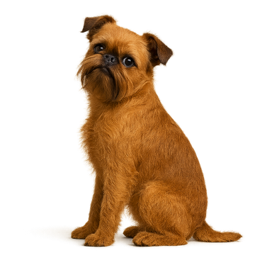 Griffon Bruxellois