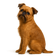 Griffon Bruxellois
