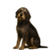 Grifón del Nivernais