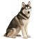 Husky Siberiano